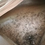 Pussy Hair Porn Pics: Nude Women in Free Sex Photos