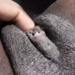 Free Ebony Fat Pussy Porn Videos