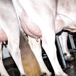 Milking Big Boobs Porn Videos: Free XXX-rated Sex Videos 2026