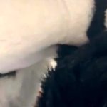 Another fursuit blowjob