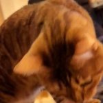 Gatito caliente chupando deliciosamente... Gatito comiendo mientras te mira fijamente