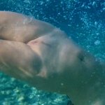 Hot Stepmom Swimming Naked Underwater on Vacation