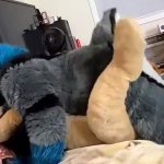 Furry fucks lion plush