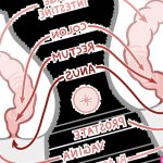 An In-Depth Guide to Anal Training Stretching Gaping